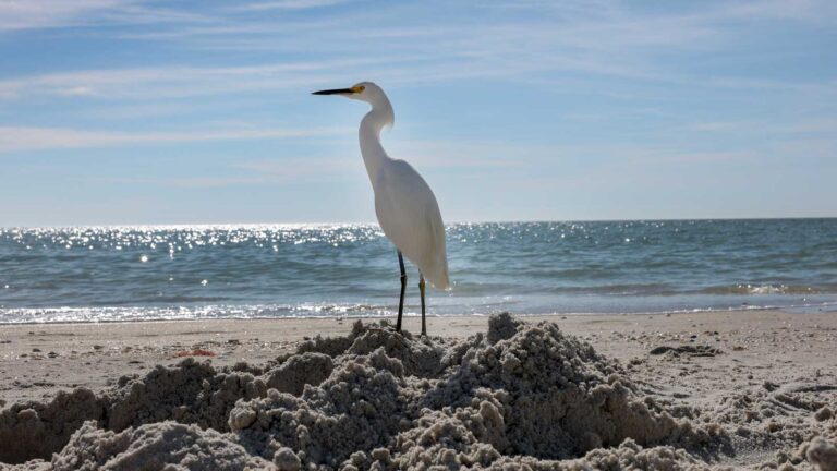Something startling is happening in the Gulf of Mexico » Yale Climate Connections