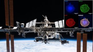 Spaceflight is hard on the heart, yet artificial ones grow better in space than on Earth
