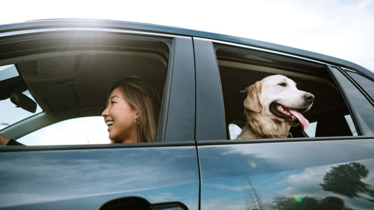 Why has the Pets at Home dividend been slashed?