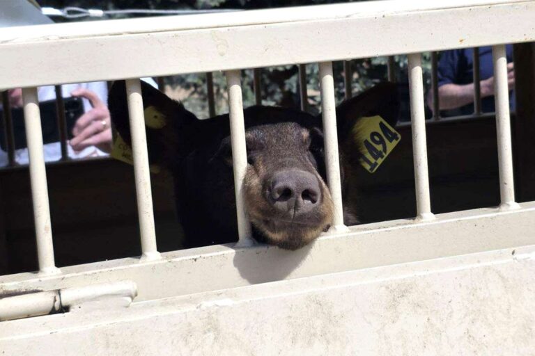 Mother Bear and Cubs Hiding Out Under a Colorado Home Relocated and Released Into the Wild
