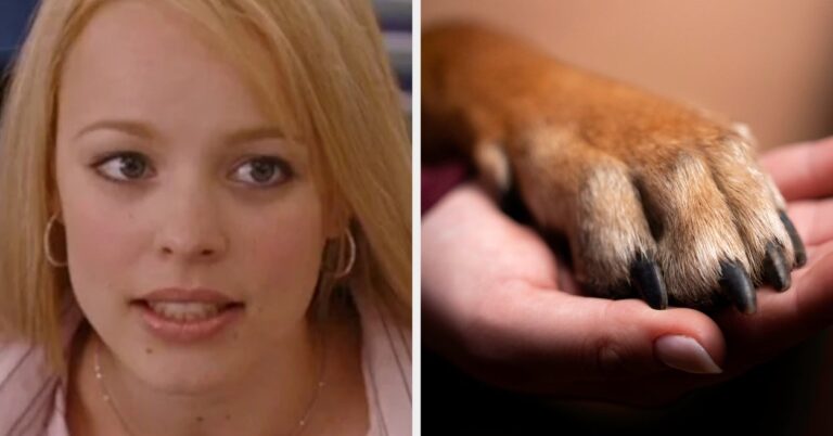 Pick Some Popular Movies And I'll Tell You Whether Or Not You Should Pet A Dog This Weekend!