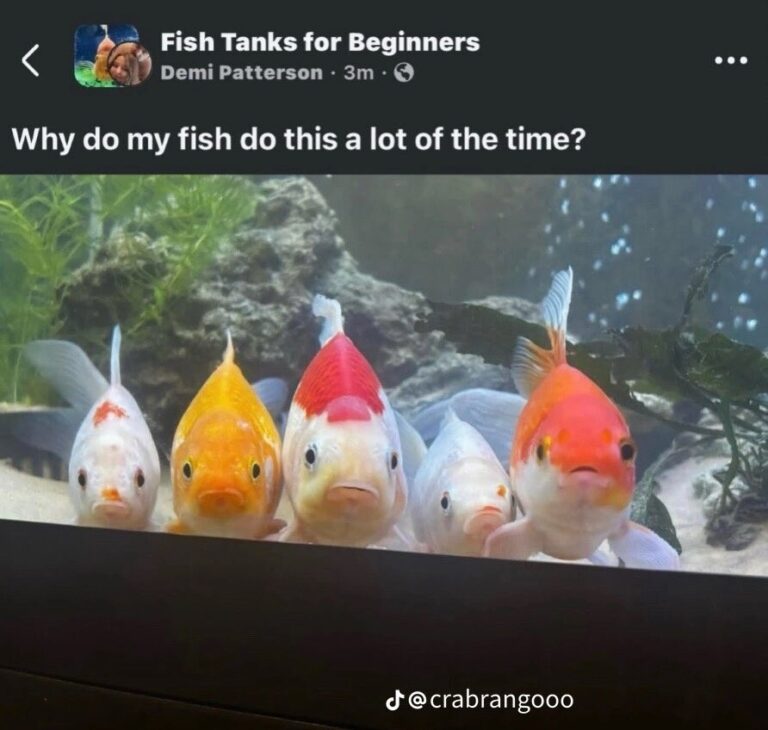 Fishe