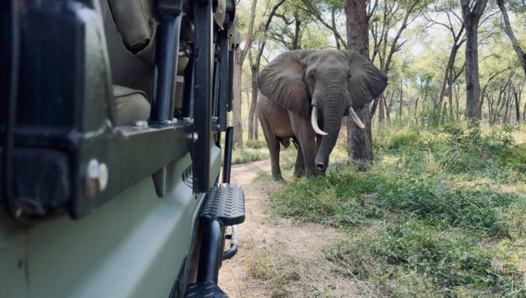 An Elephant at My Tent