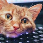 Keyboard Shortcuts I Learned From My Cat