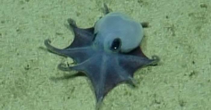 A New Species of Tiny Octopus Was Discovered in the Galápagos Islands