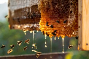 Honey has been used as medicine for centuries – does it really work?
