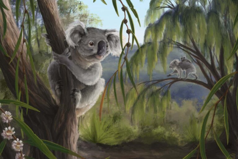 Extinct relative of koalas discovered in Western Australia