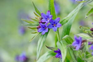 Doubling their genomes may have helped plants survive mass extinctions