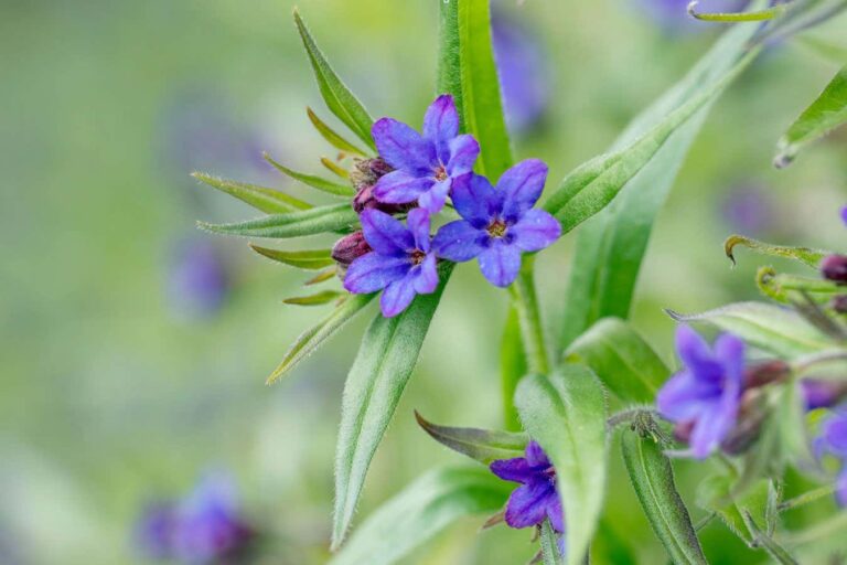 Doubling their genomes may have helped plants survive mass extinctions