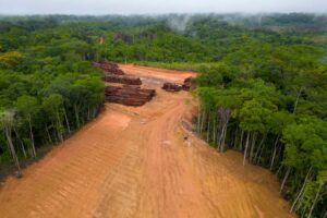 Carbon credits are flawed, but they can still help save forests