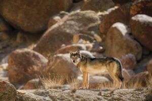 Himalayan wolf-dog hybrids emerge as a threat to wolves and people
