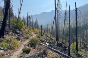 Will burying dead trees after a wildfire keep their carbon locked up?