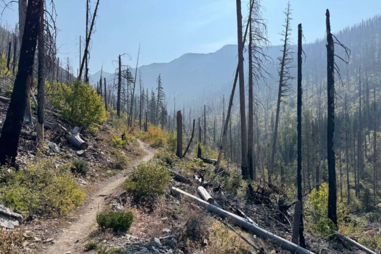 Will burying dead trees after a wildfire keep their carbon locked up?