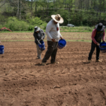Una mochila de $20 podría ayudar a los trabajadores agrícolas a mantenerse hidratados durante el calor extremo. » Yale Climate Connections