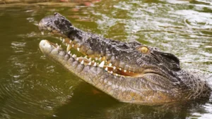 DNA solves 250-year-old mystery of the Seychelles’ lost crocodiles