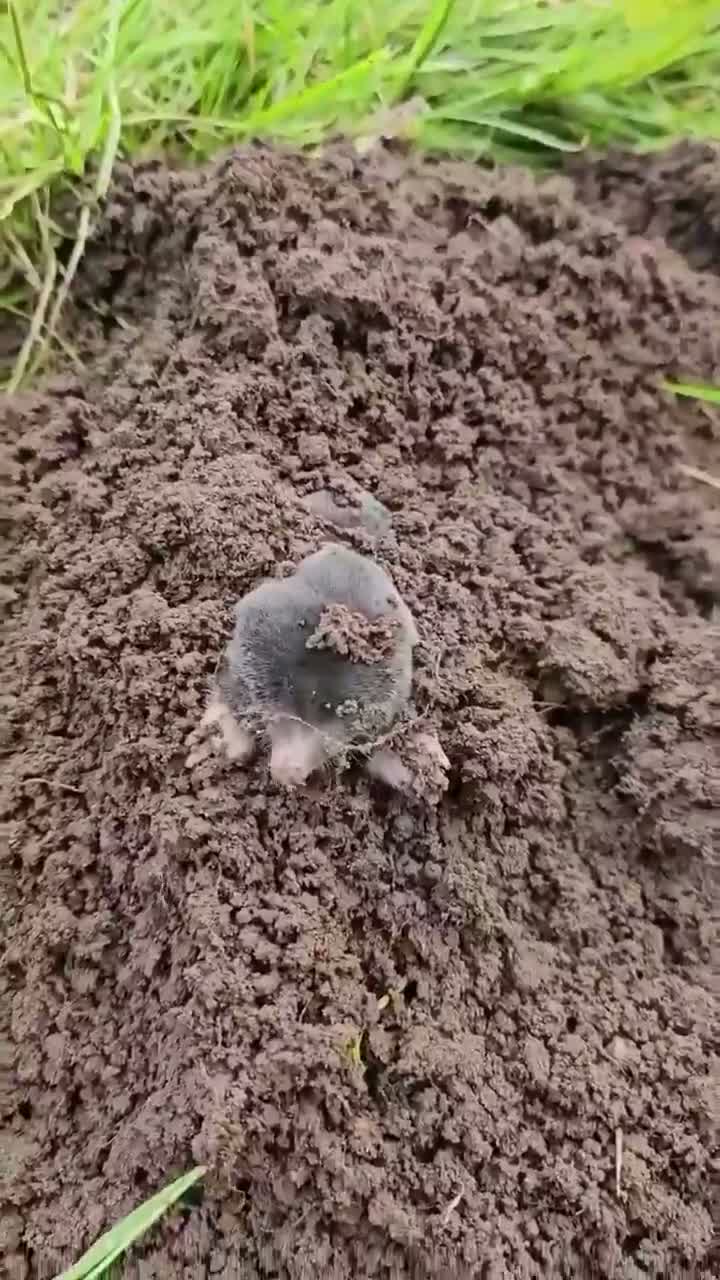 sole mole in soil