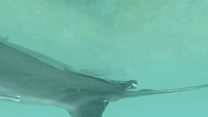 Sucker fish are hiding in manta rays’ ‘butthole,’ new study reveals