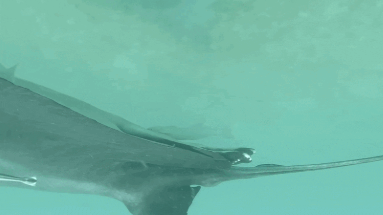 Sucker fish are hiding in manta rays’ ‘butthole,’ new study reveals