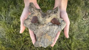 Stunning 150-million-year-old stegosaur skull rewrites dinosaur evolution