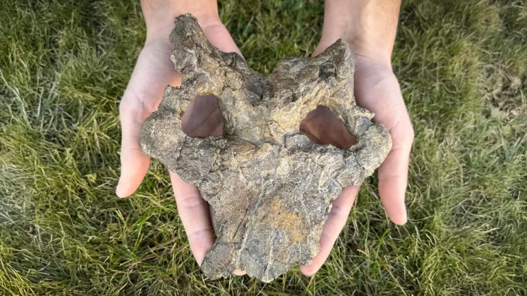 Stunning 150-million-year-old stegosaur skull rewrites dinosaur evolution