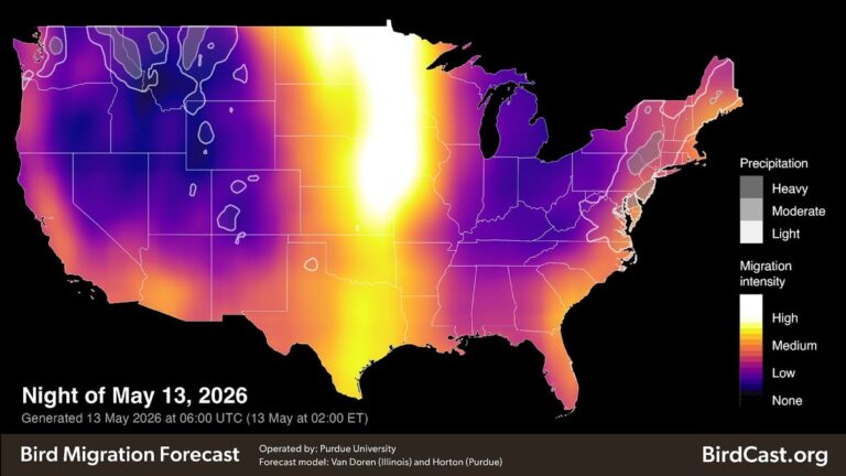 Radar picks up on bird migration. But how do we tell birds and storms apart?