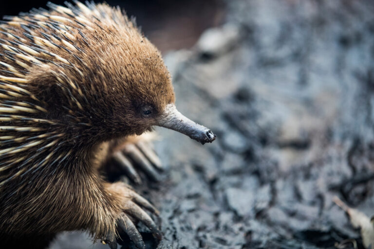Australia’s nature is in trouble.