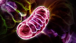 Scientists discover the nutrient that can supercharge cellular energy