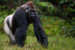 Did the last common ancestor of humans and apes walk like a gorilla? A new study offers a clue