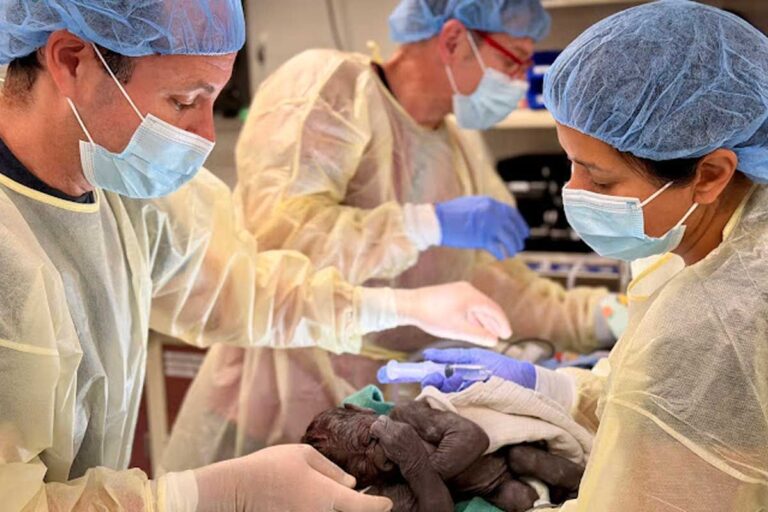Gorilla Gives Birth at Seattle Zoo Through 'Extremely Rare' C-Section After Ultrasound Revealed Complications