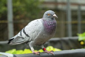 A new study says homing pigeon livers act like compasses. Other experts aren’t so sure