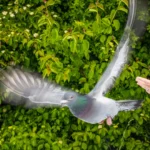 The secret to pigeons’ incredible navigation was hiding in their liver