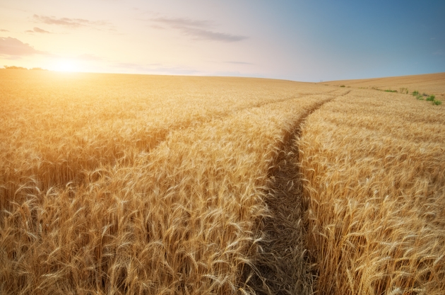 U.S. crop futures surge as White House confirms $17B in China purchases (WEAT:NYSEARCA)