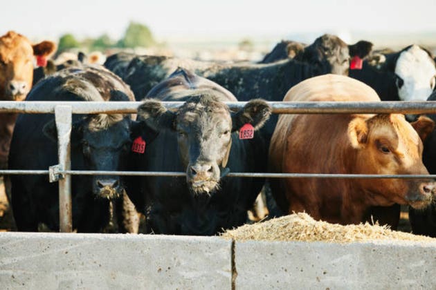 China halts licenses for U.S. beef exporters shortly after renewing them – report