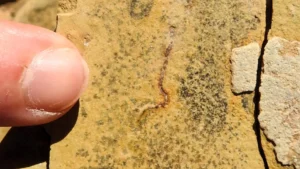 Stunning fossil discovery challenges the origins of animal life