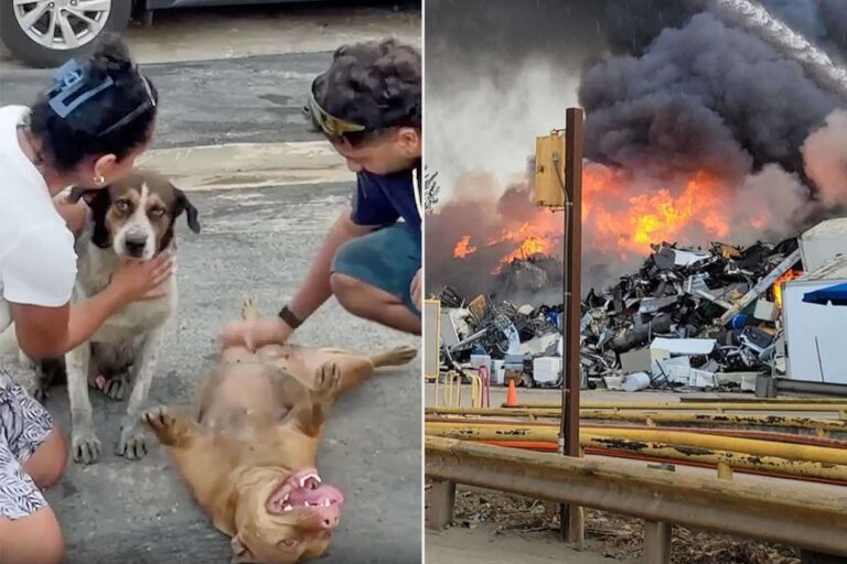 Family Reunites with Missing Dogs After Fearing They Died in the Fire That Destroyed Their Decades-Old Businesses