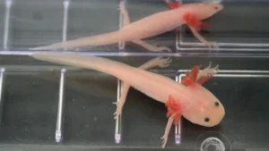 Scientists found the “holy grail” gene that could one day help humans regrow limbs