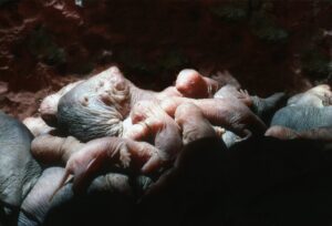 Celebrate Mother’s Day with nine bold, beautiful and bizarre animal moms