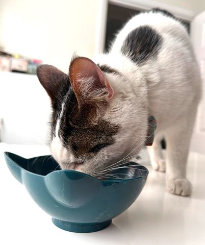 Missing Cat Survives Hair-Raising, 15-Mile Trip After Getting Trapped Underneath a Car