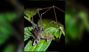 Daddy longlegs are actually bloodthirsty killers—of frogs
