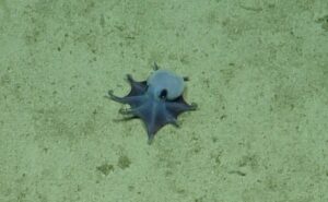 Tiny alien-like blue octopus discovered lurking off the Galapagos Islands
