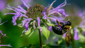 Bees are buzzing on Michigan State’s campus » Yale Climate Connections