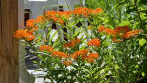 A beautiful way to reduce flooding in your neighborhood » Yale Climate Connections