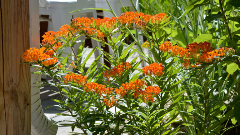 A beautiful way to reduce flooding in your neighborhood » Yale Climate Connections