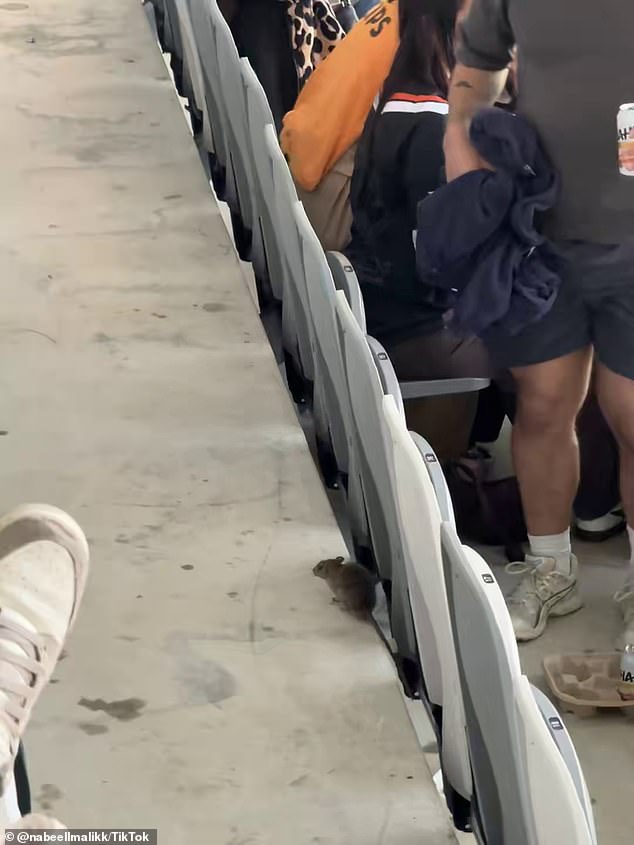 See the moment footy fans panic as a RAT runs amok in the stands at NRL match