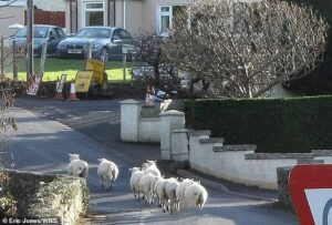 Town is forced to call in shepherd overrun by sheep causing nuisance by blocking roads, eating garden flowers and grazing in cemetery