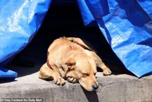 Spencer Pratt unleashes plan to save brutalized animals on LA’s Skid Row where puppies are stuffed in crates and pooches left to swelter: ‘There’s a reason dog is just God backwards’