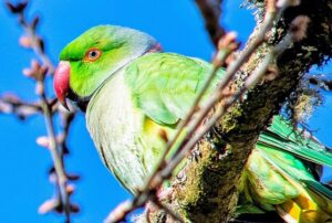 Escaped parrot goes on year-long wrecking spree – attacking houses AND cars as desperate locals appeal for help