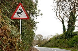 As their numbers balloon, car crashes involving DEER are increasing fast, with wildlife experts revealing some bizarre reactions from motorists – including how this wild animal ended up back in a stunned mother’s living room…