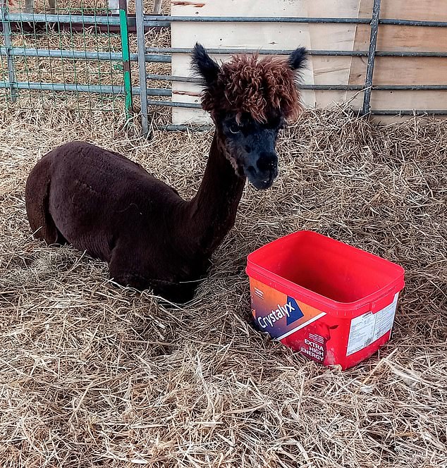 Elvis the Alpaca is on the ‘naughty step’ after going rogue, chasing a teacher, spitting at guests… and attacking anyone wearing a hat!