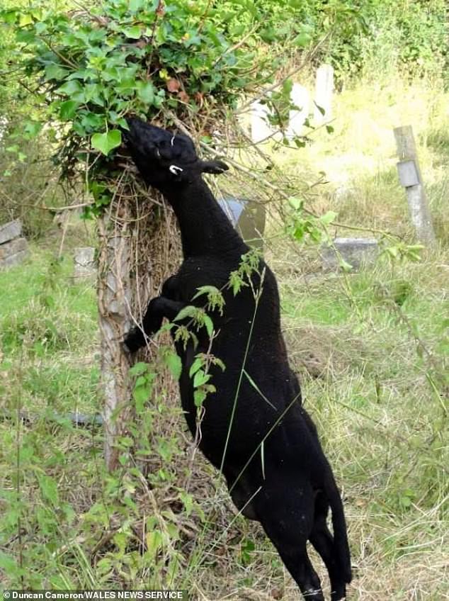 Flock of sheep brought in to tidy up graveyard are ‘ramming and headbutting’ mourners – but families are told the woolly creatures are ‘tame’ and should ‘stand still and clap your hands’ if they are bothering them